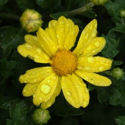 Yellow Dew